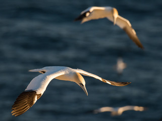 Northern Gannets