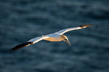 Northern Gannets