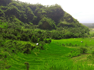 Rice fields - July 2017:  Bali, Indonesia