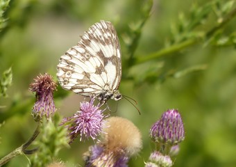 Fototapeta premium papillon 3