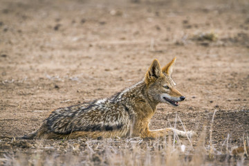 Black-backed jackal in Kruger National park, South Africa