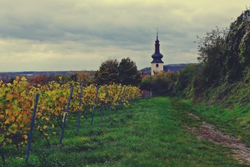 Weinberge vor der Kilianskirche in Nierstein