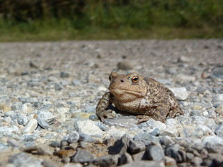 crapaud accoucheur