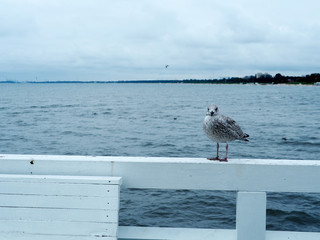 Seagull standing on the white pier at Sopot, Gdansk. Abstract freedom concept background.