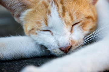 The yellow cat is sleeping on the floor