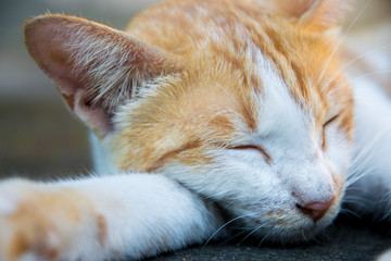 The yellow cat is sleeping on the floor