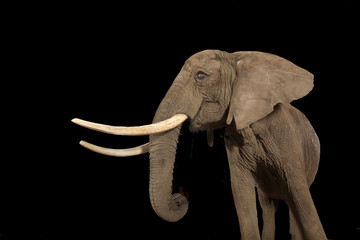Froschperspektive Elefant vor schwarzem Hintergrund mit langen Stoßzähnen