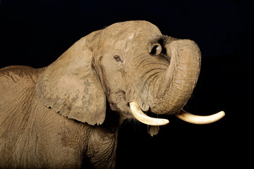 Afrikanischer Elefant blickt in die Kamera vor schwarzem Hintergrund