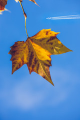 maple leaf and atumn blue sky with a plane - 178471587