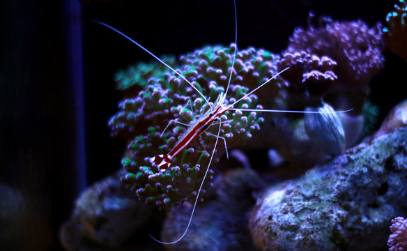 Cleaner shrimp in reef aquarium tank