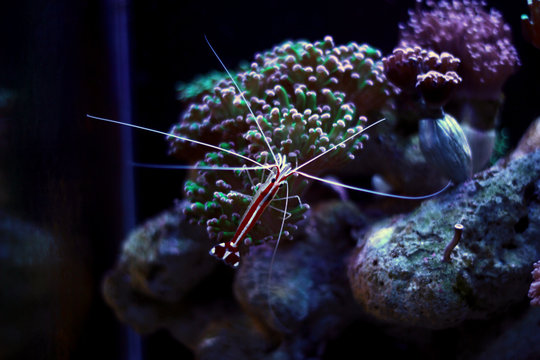 Cleaner shrimp in reef aquarium tank