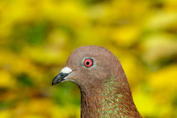 Dove portrait, yellow green autumn leaves background.