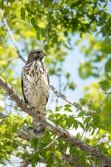 faucon en floride dans les everglades