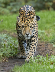 Fototapeta premium Widok z przodu idącego jaguara (Panthera onca)