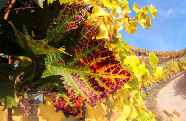 Weinlaub,Blätter-Nahaufnahme in herbstlichen Farben