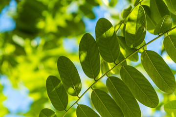 The leaves of the trees in the park