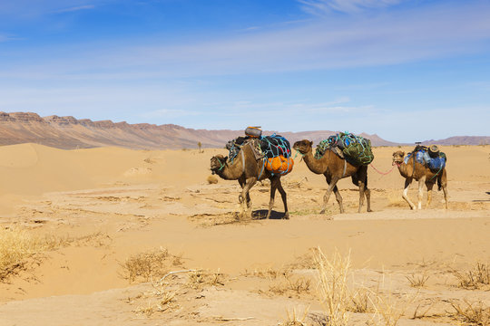 caravan of camels in the desert