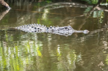 Naklejka premium crocodile nageant dans les everglades en floride