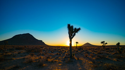 Desert Joshua Tree Sunrise