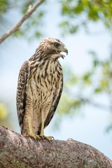 faucon en floride dans les everglades