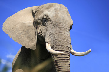 Froschperspektive vor Elefant mit wenig Tiefenschärfe dynamisch vor blauem Himmel