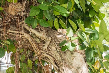écureuil dans un ficus en floride