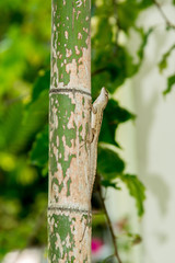 lézard sur un bambou en floride