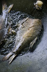 fish cooing on oil