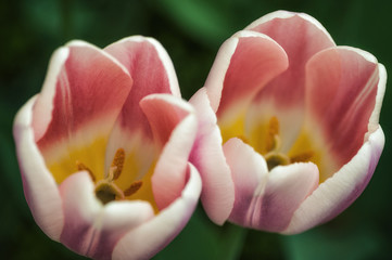 Fototapeta na wymiar Tulipani rosa sbocciati