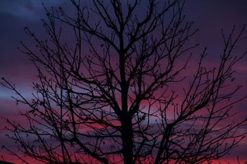 Tree in front of a sunset sky