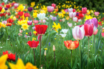 Tulipani multicolor