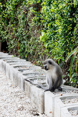 Monkey staring at his long tail