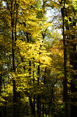Gold autumn trees in the forest