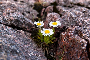 Fototapeten arktische Zwerggänseblümchen wuchsen in einer Felsspalte © annatronova