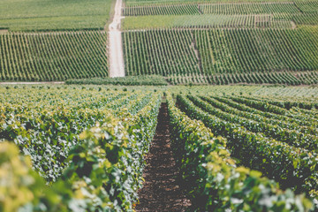 Vignes de Champagne