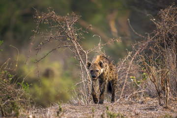 Spotted hyaena in Kruger National park, South Africa