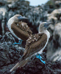 Blue-footed Booby