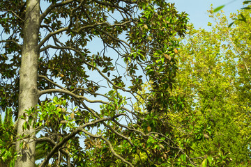 A deciduous tree with fruits similar to cones. Montenegro