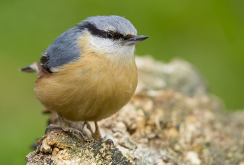 Obraz premium Brhlík lesní