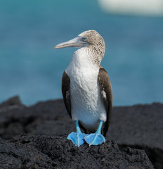 Plakat Blue-footed Booby