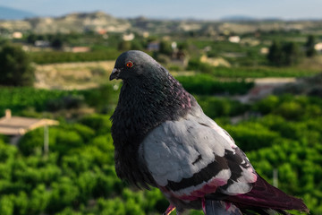 Paloma