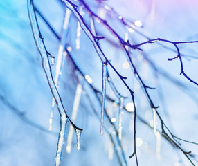 Brilliant icicles on the branches of  tree in the sunlight