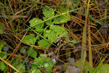 After the rain.