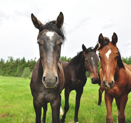 Fototapeta na wymiar Three horses.