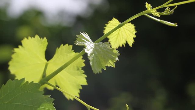 vineyard