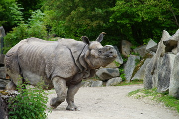 Nashorn