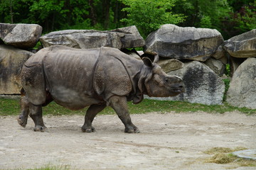 Nashorn