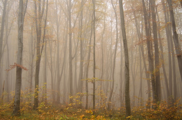 Misty forest with dense fog