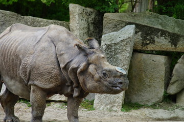 Nashorn