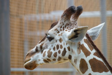 Giraffe